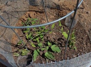 Tomato Plant , Day 15