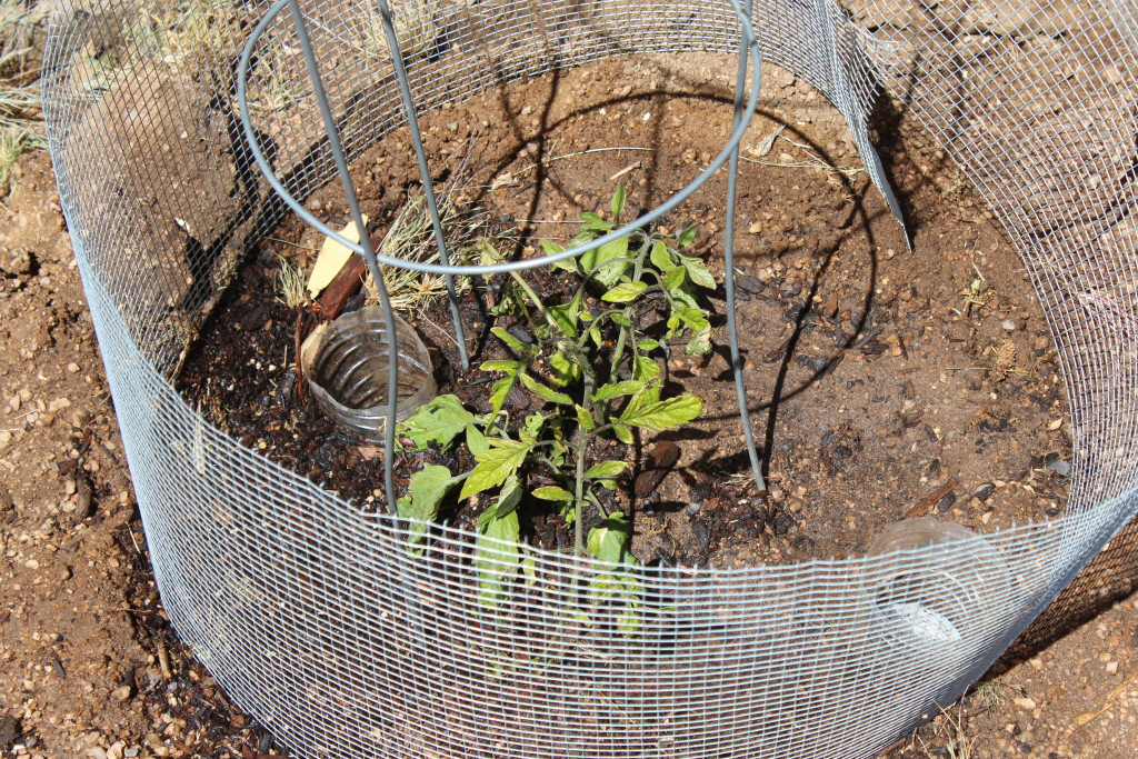 Tomato Plant wk 3