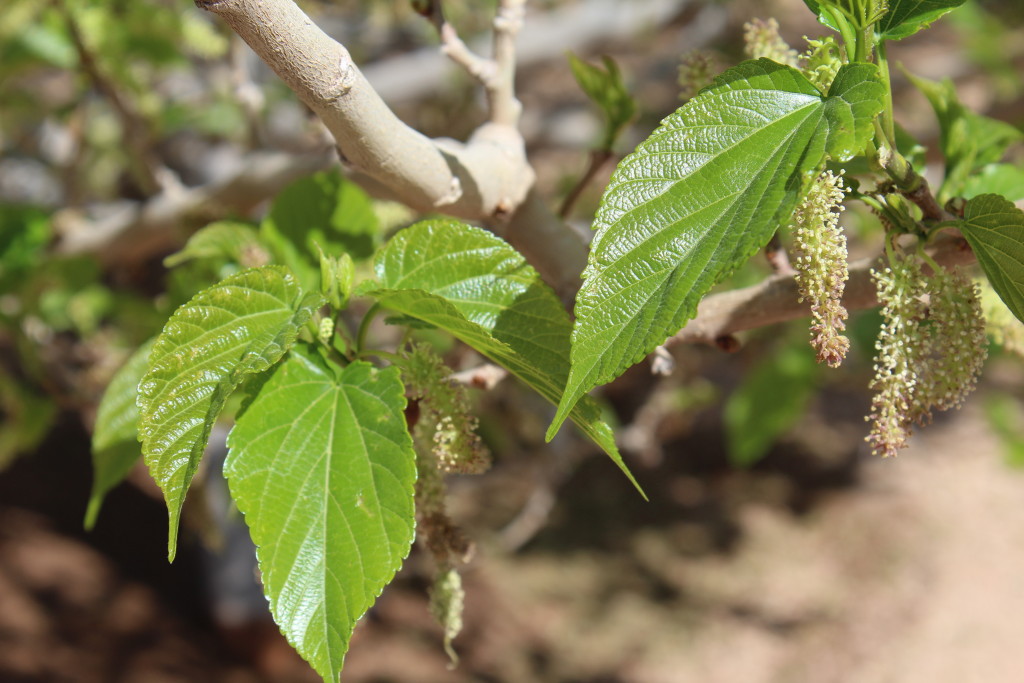 Mulberry leaves opening up.